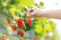 ◎WEB予約でリボンポイント3ポイント◎【春日井車庫・小牧発】*日帰り昼食付*『蒲郡いちご狩りと2026年めでたい旅』3